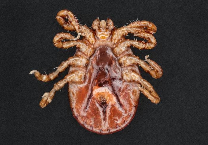 Asian Longhorned Ticks - Size, Disease, Information