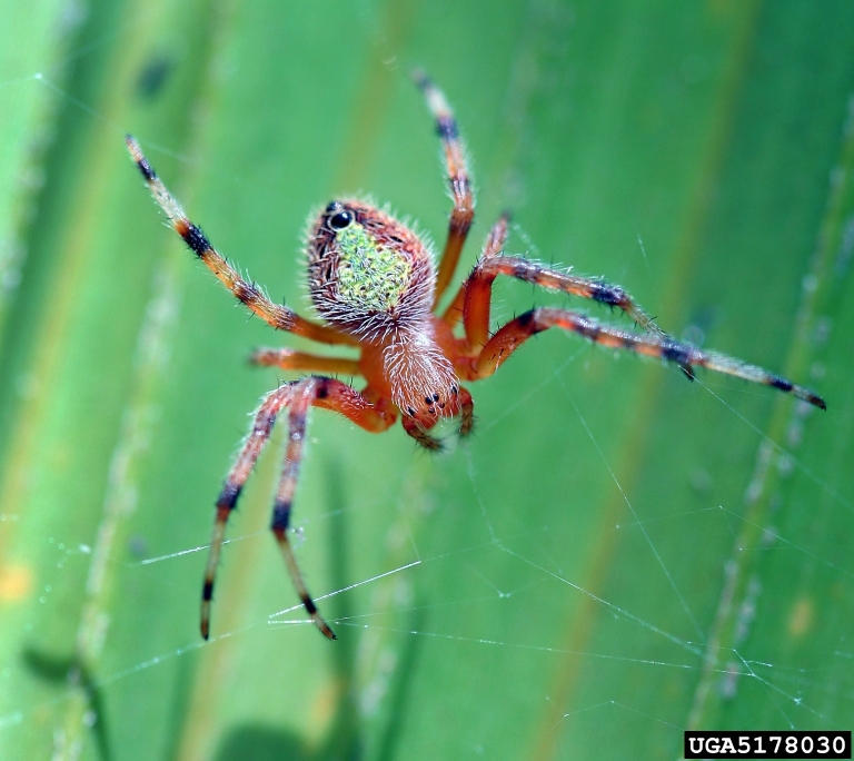 Orb Weaver Spiders: Orb Weaver Spider Bites, Habits, & Types