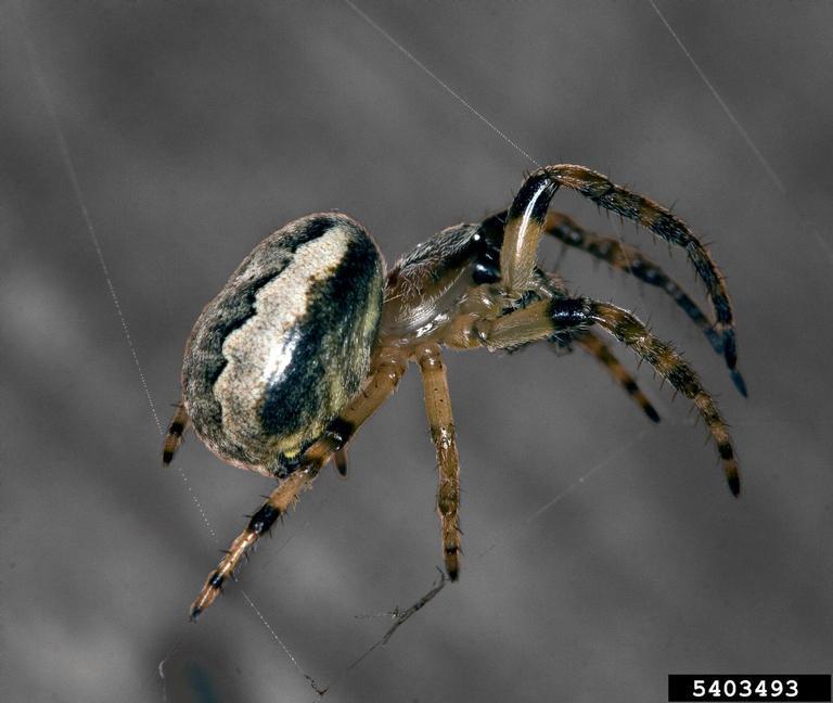 Orb Weaver Spiders Orb Weaver Spider Bites Habits And Types