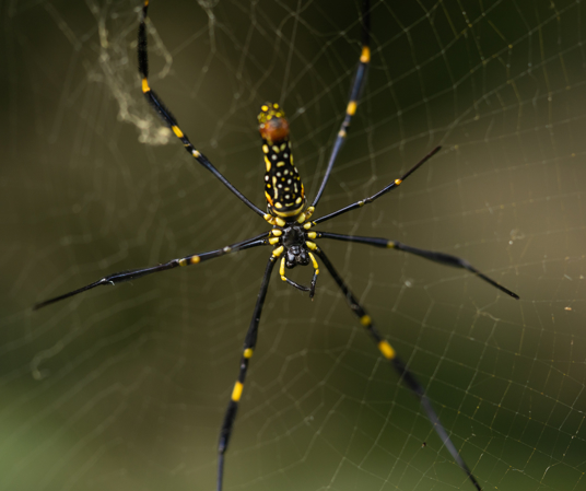 Joro spiders are invading the U.S. at an alarming rate •