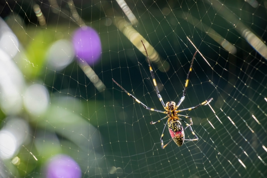 Joro spiders are invading the U.S. at an alarming rate •