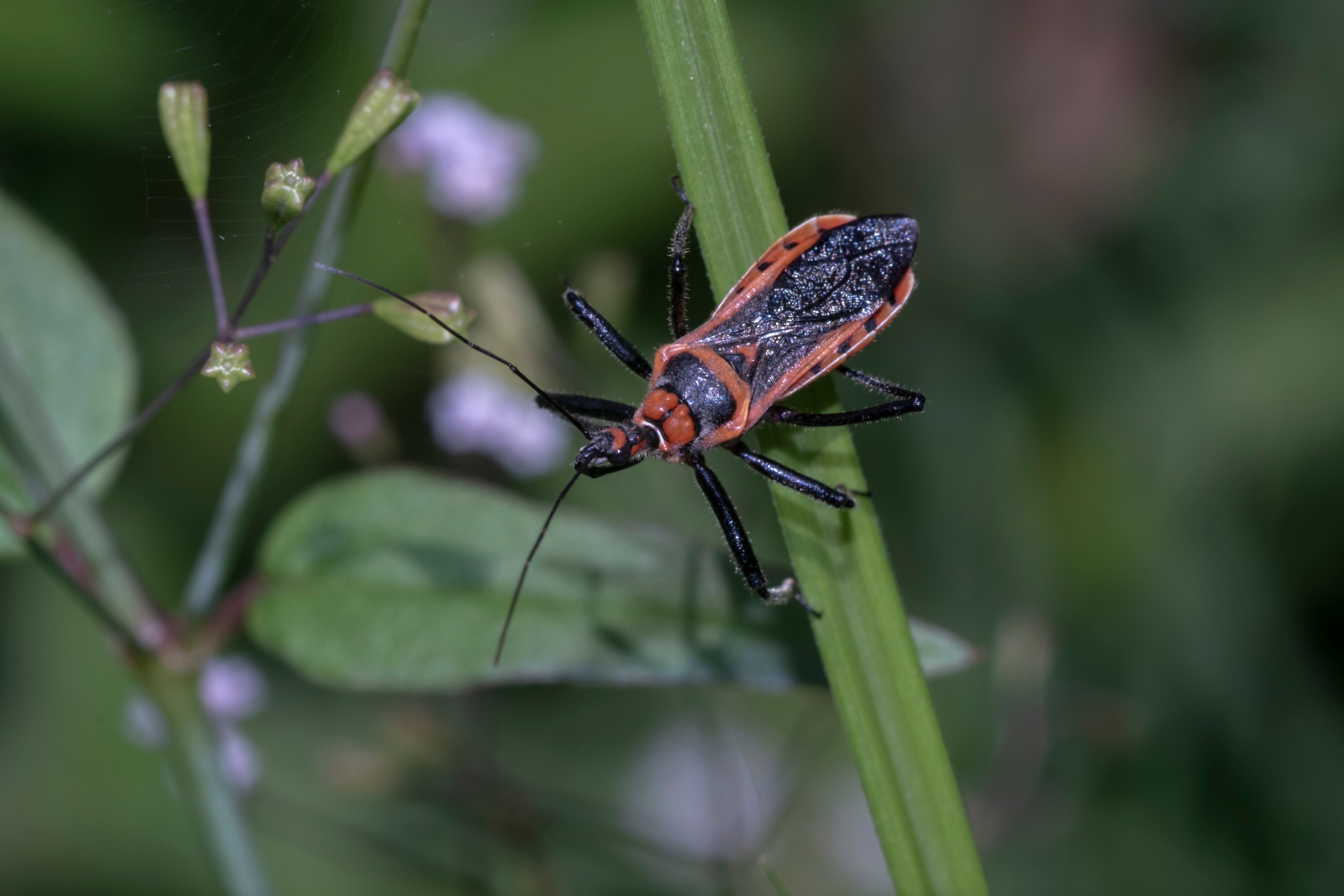 Assassin bugs online