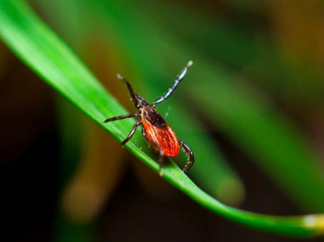 Do Ticks Fly? PestWorld Information on Ticks