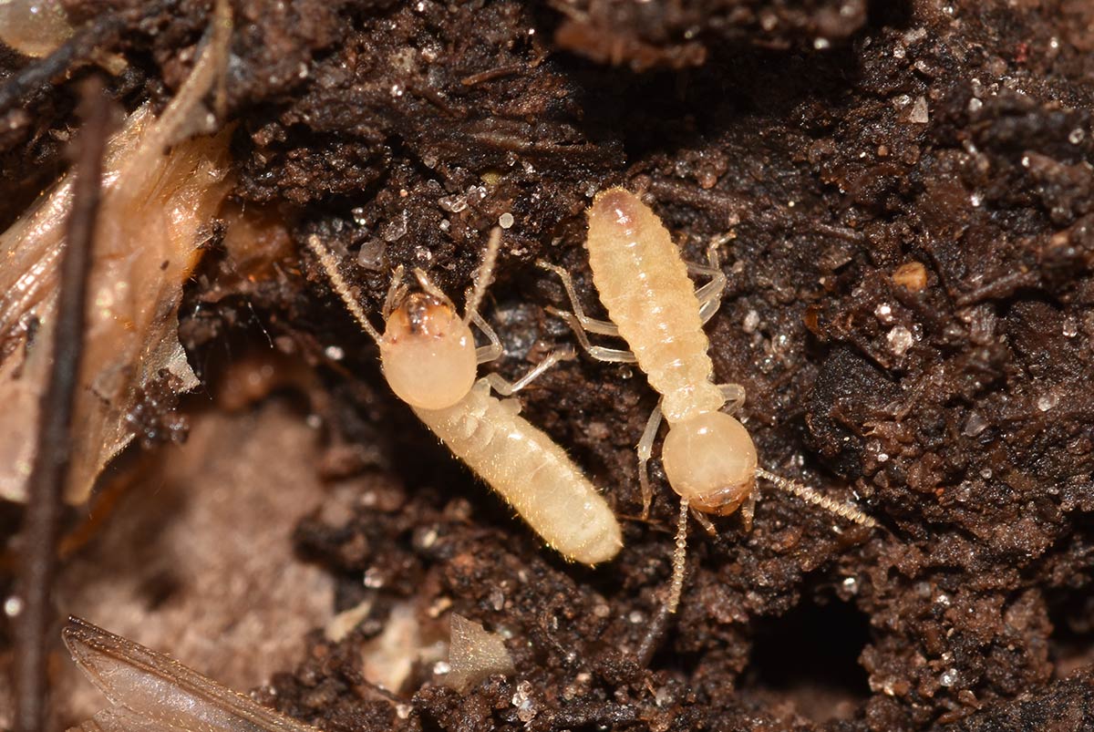 Termite infestation on sale