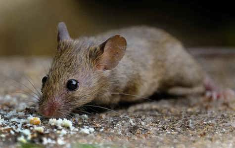 How to Spot Mice or Rats in Home - Rodent Infestation