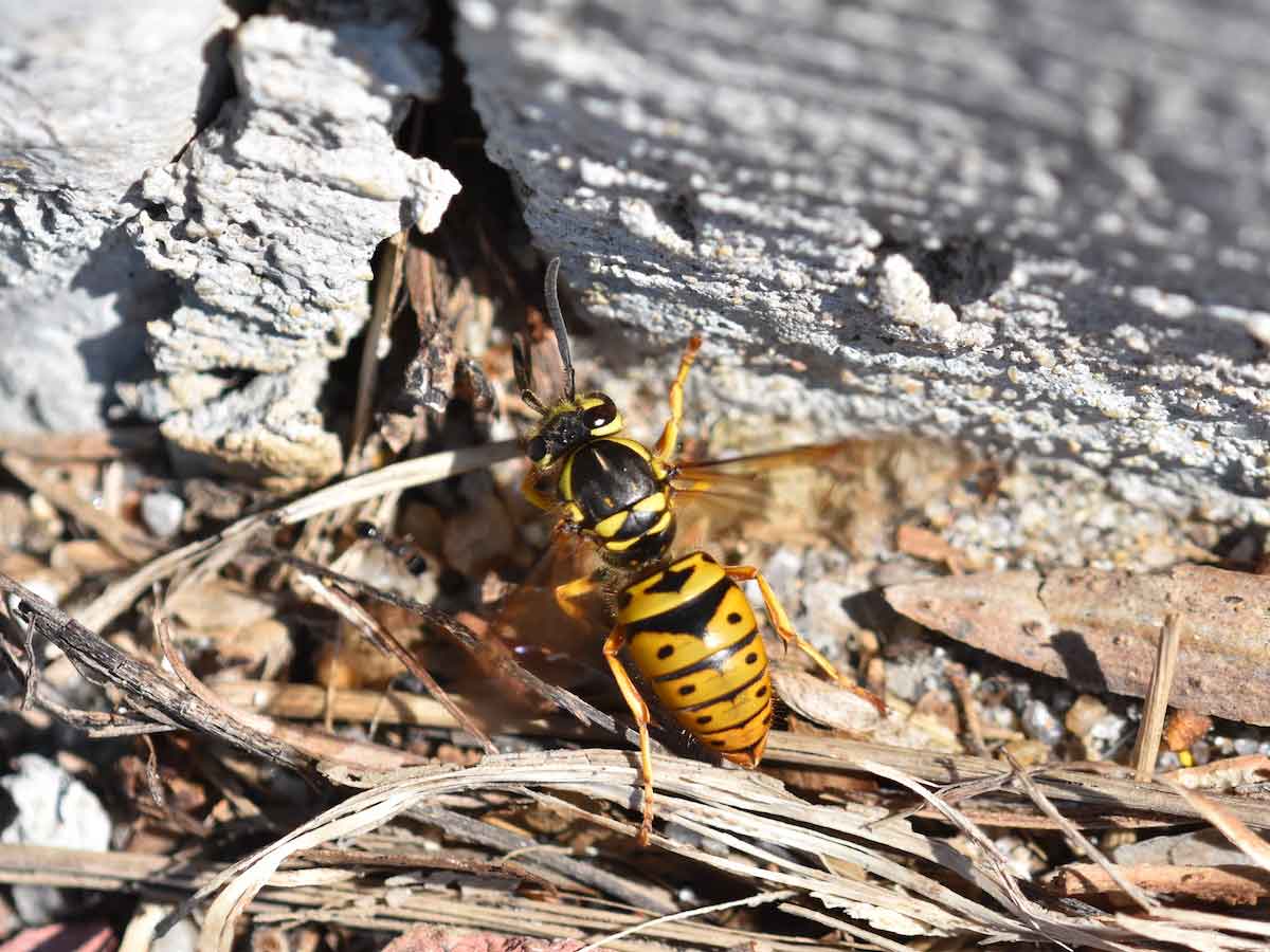 DIY Wasp Nest Removal: How To Get Rid of Yellow Jackets