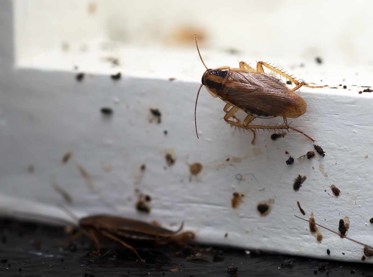 Bug MD - Cockroaches can spread bacteria throughout the house, and a  cockroach-infested home may even trigger asthma, especially in kids. 🙅 To  prevent this, get an effective and safe yet affordable