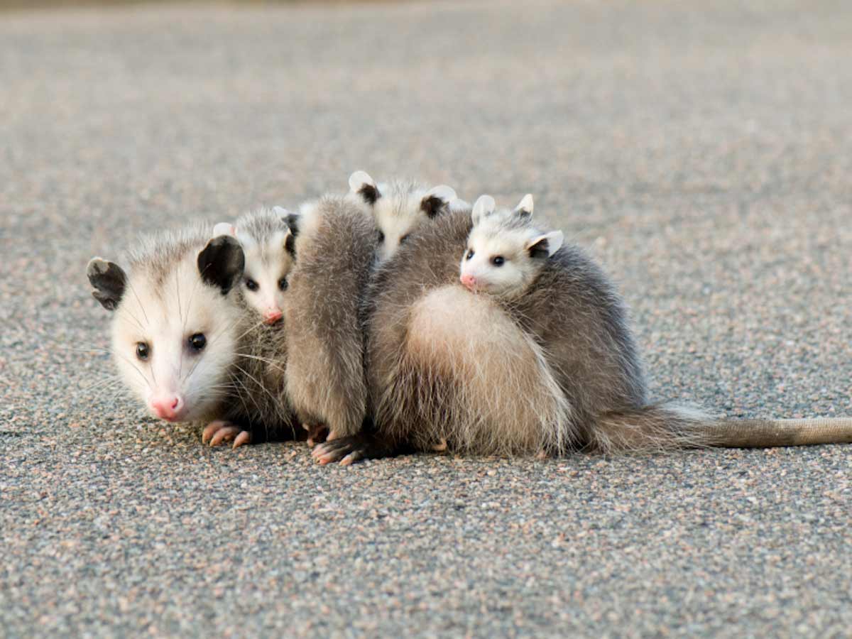 Opossum Facts Removal Control of Opossums PestWorld