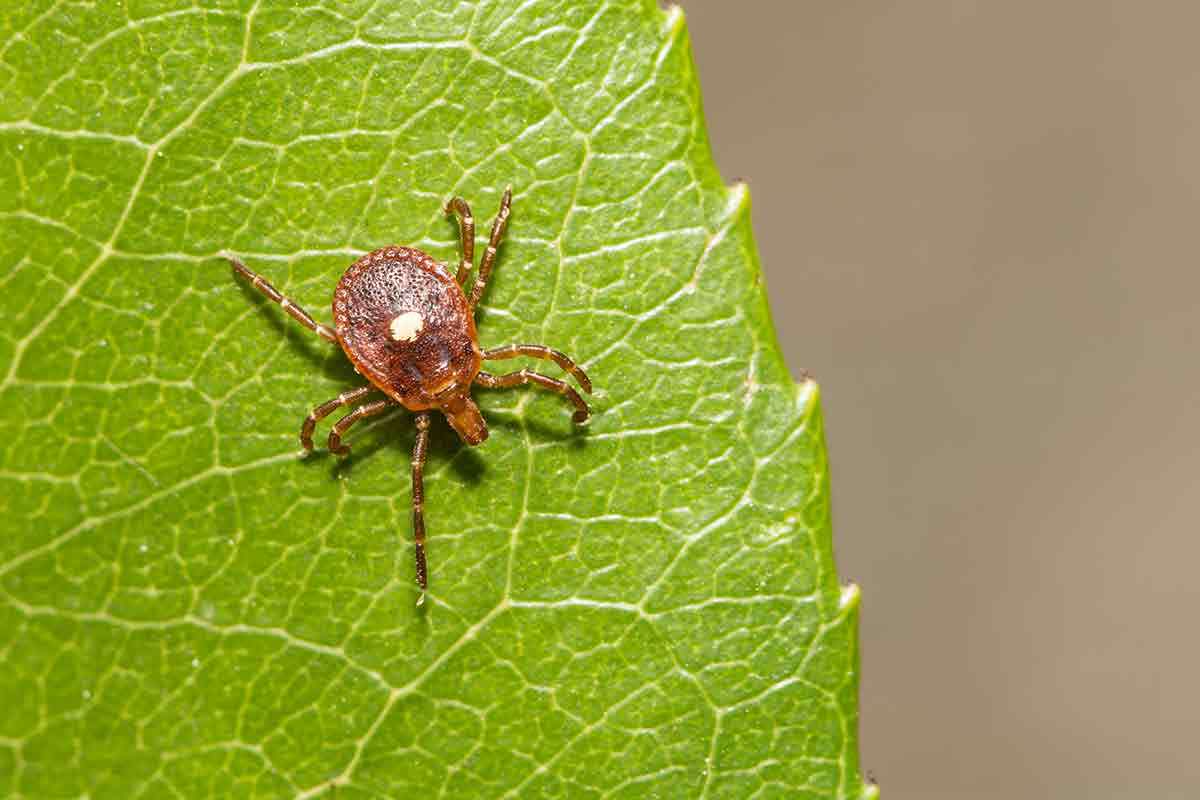 Types of Ticks in Michigan: Tick Season Identification in MI