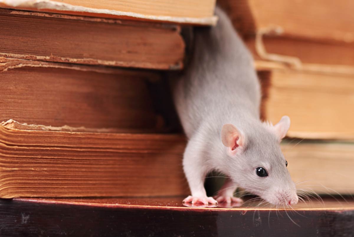 How to Get Rid of Mice in Walls: Mice in Attic Removal