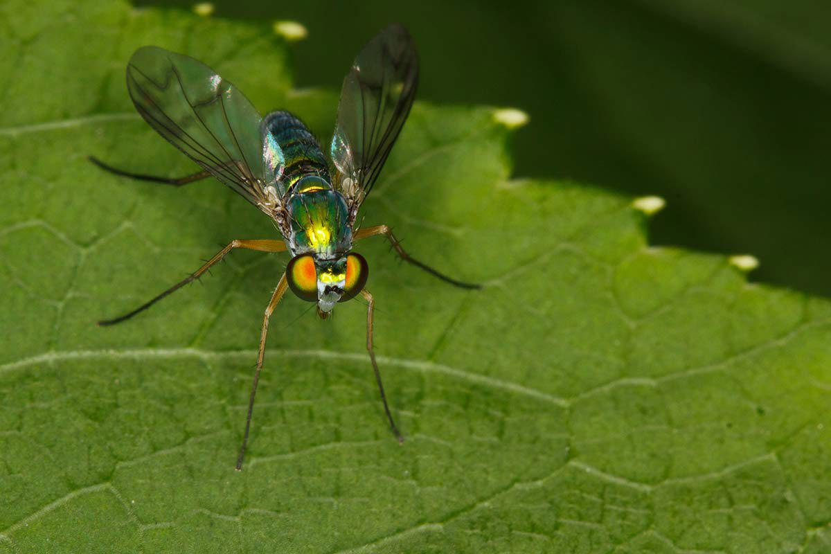 Flies 101: Information on Types of Flies & Prevention