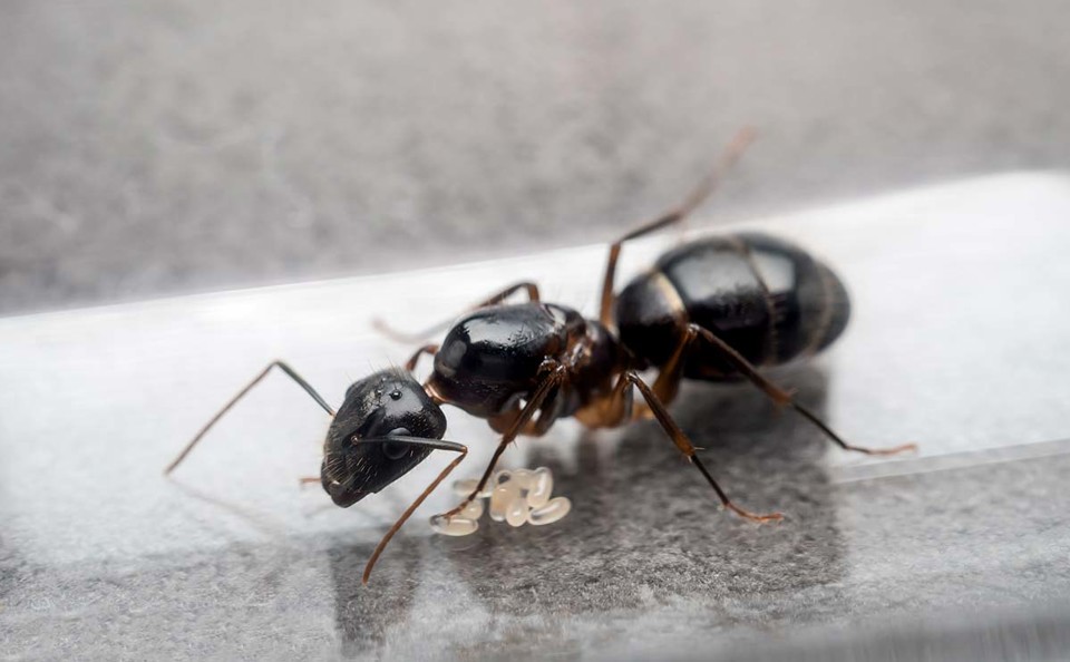 Ant Identification Guides: Ant Control & Extermination