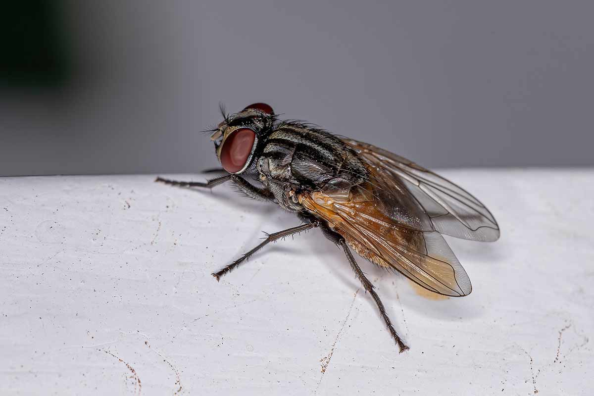 Five fascinating facts about fruit flies
